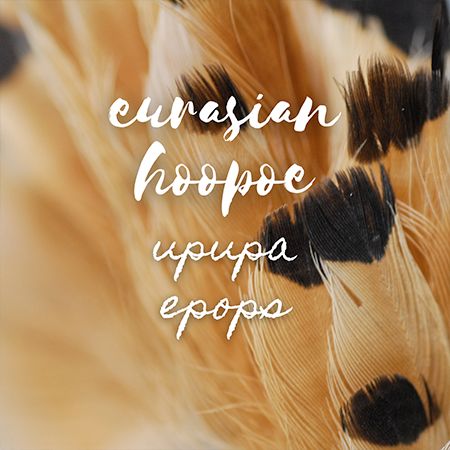 Eurasian Hoopoe